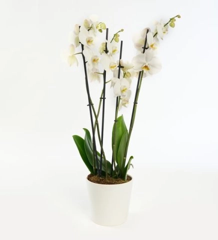 Seramik Saksıda 3 Dal Orkide