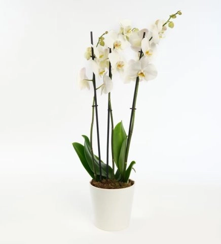 Seramik Saksıda 3 Dal Orkide