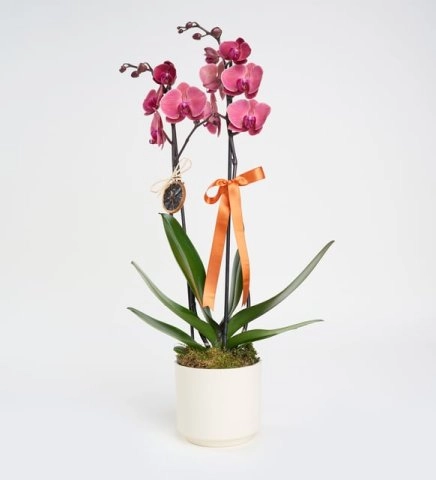 Seramik Saksıda Ateş Rengi Çift Dal Orkide