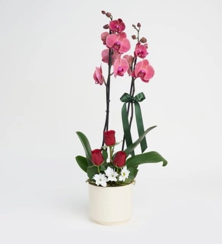 Seramik Saksıda Ateş Rengi Çift Dal Orkide Aranjmanı