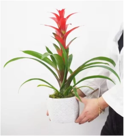 Seramik Saksıda Guzmania