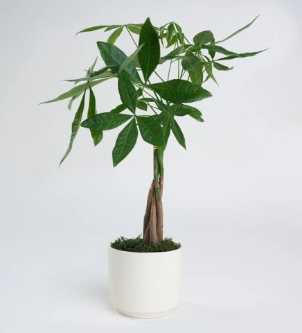 Seramik Saksıda Pachira