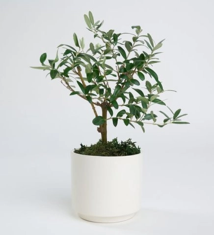 Seramik Saksıda Zeytin Ağacı