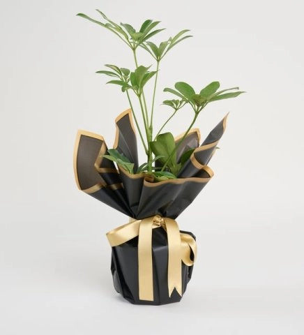 Siyah Buket Kağıdında Schefflera