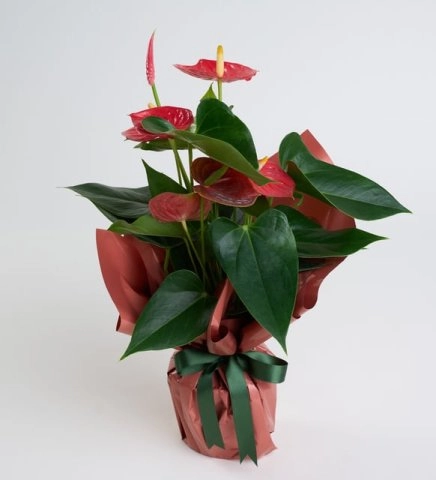 Somon Buket Kağıtlı Antoryum