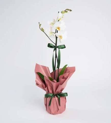 Somon Buket Kağıtlı Tek Dal Orkide