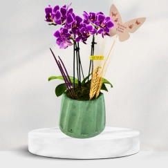 Turkuaz Saksıda Mini Orkide