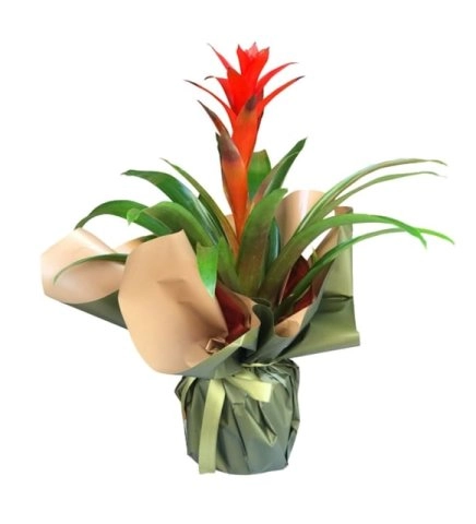 Yeşil-Kahverengi Buket Kağıtlı Guzmania