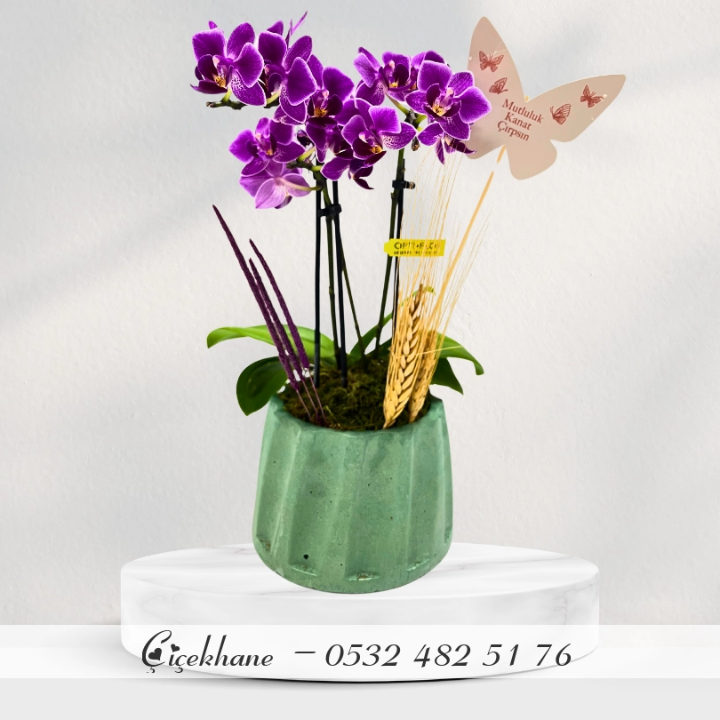Turkuaz Saksıda Mini Orkide