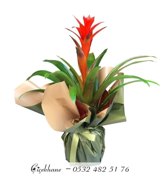 Yeşil-Kahverengi Buket Kağıtlı Guzmania